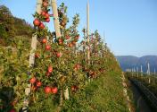 Sentieri della roggia (Waalwege) intorno a Plaus