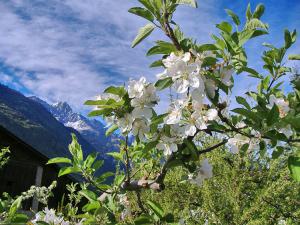 Primavera Primavera