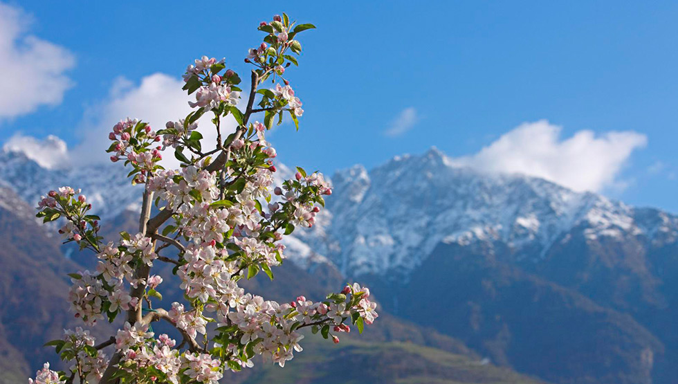 Apfelblüte in Naturns im Vinschgau