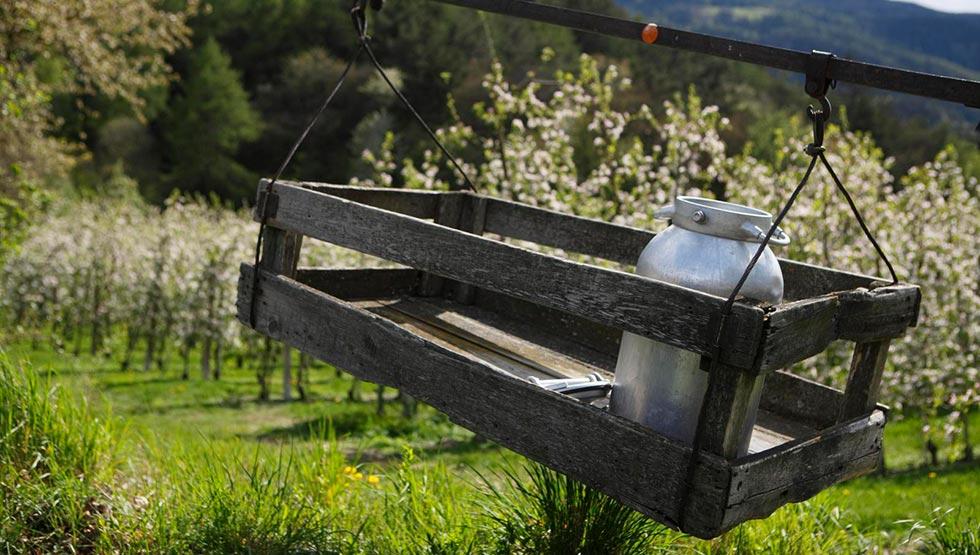 Die Obstwiesen rund um Plaus bei Naturns